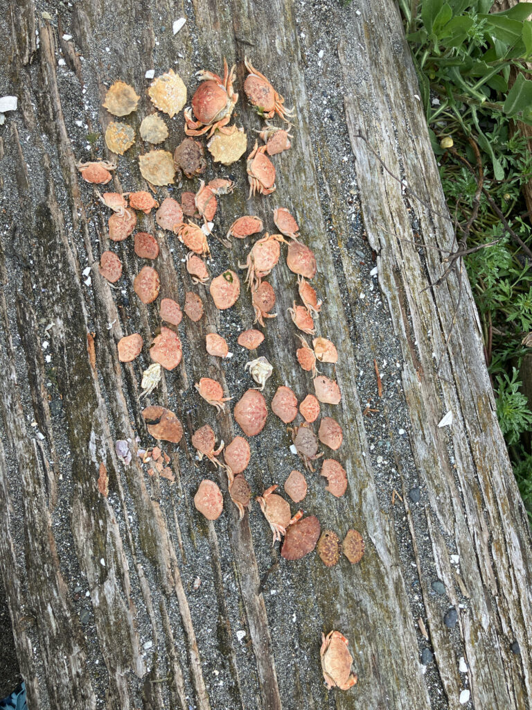 a tree trunk with many cut logs (MyCoast AI)
