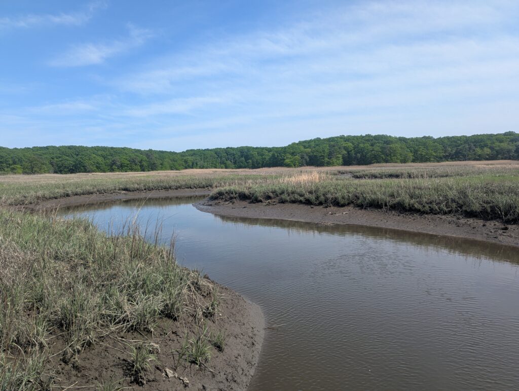 a river with grass and trees (MyCoast AI)