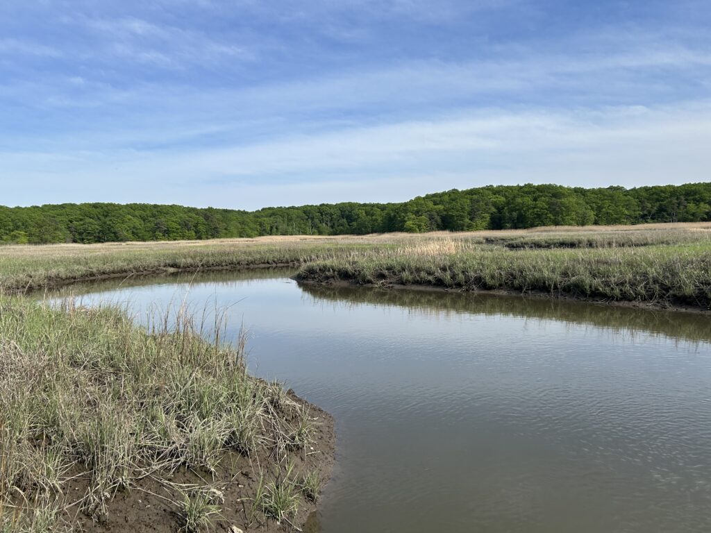 a body of water with grass and trees in the background (MyCoast AI)
