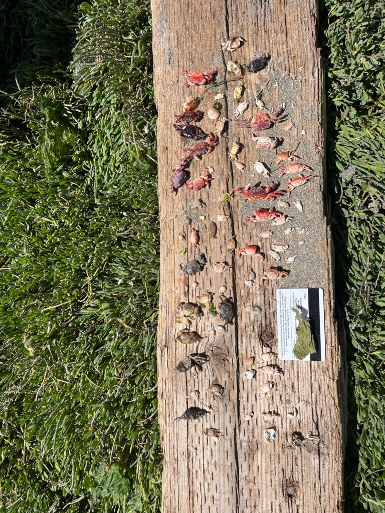 a wood fence with a picture of a person on it (MyCoast AI)