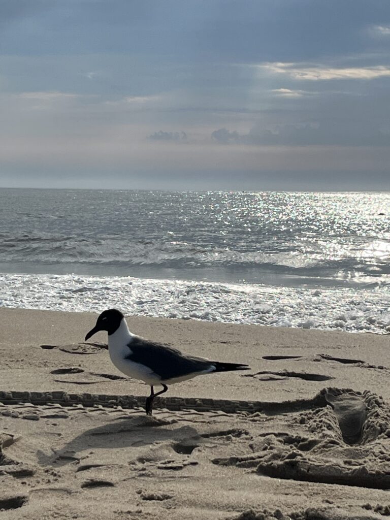 a bird on a beach (MyCoast AI)