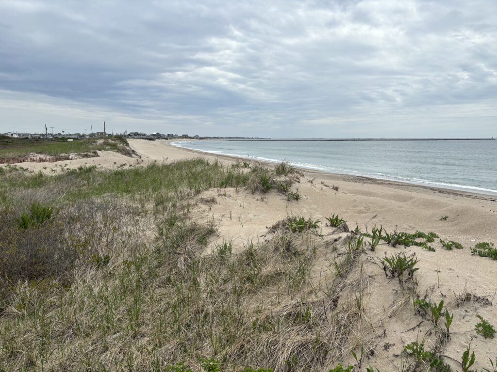 a sandy beach with plants and water (MyCoast AI)