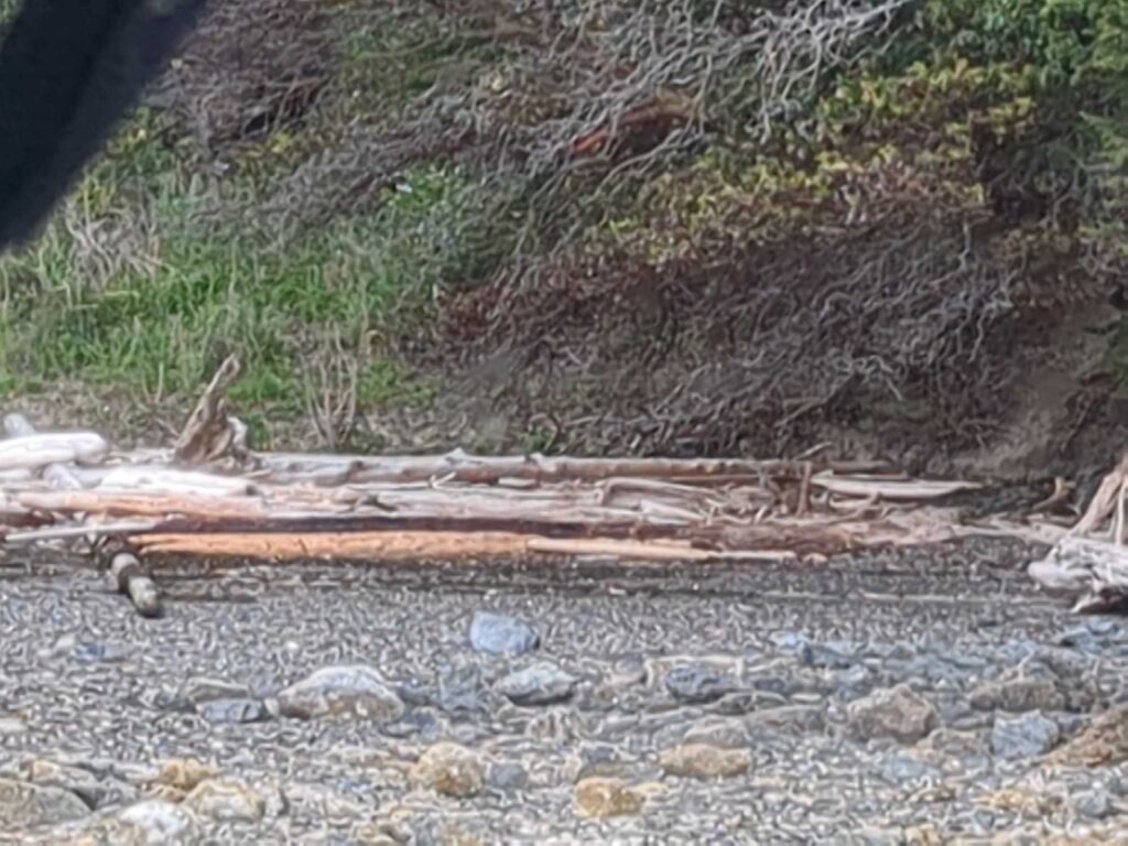 a close-up of some wood (MyCoast AI)