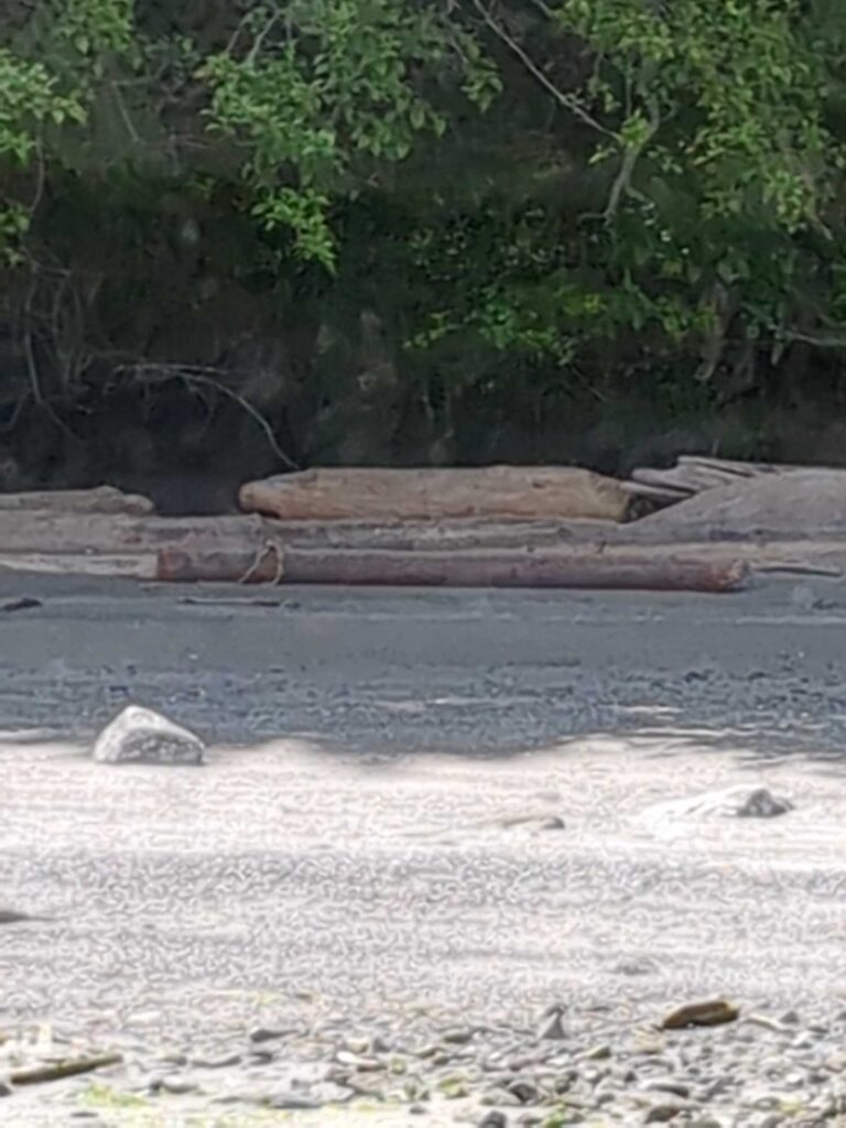 a large log on a beach (MyCoast AI)