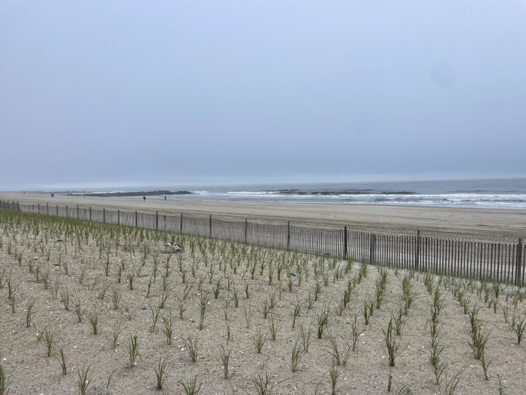a beach with sand and plants (MyCoast AI)