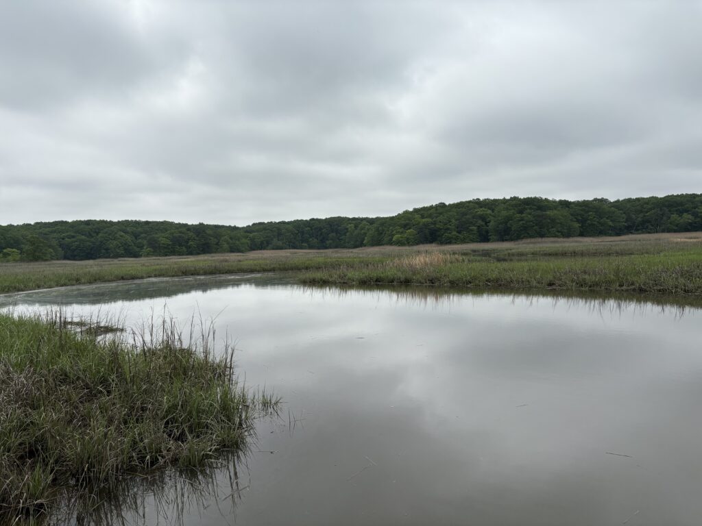 a body of water with trees in the background (MyCoast AI)