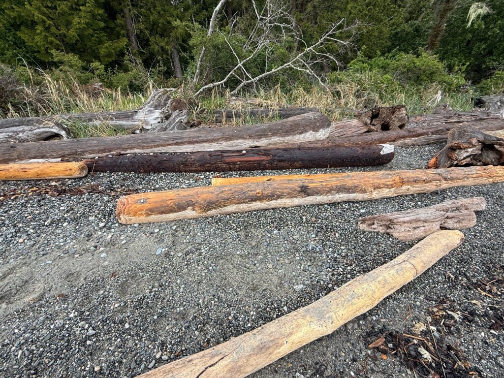 a group of logs on a rocky surface (MyCoast AI)