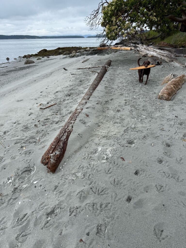 a person on a beach (MyCoast AI)