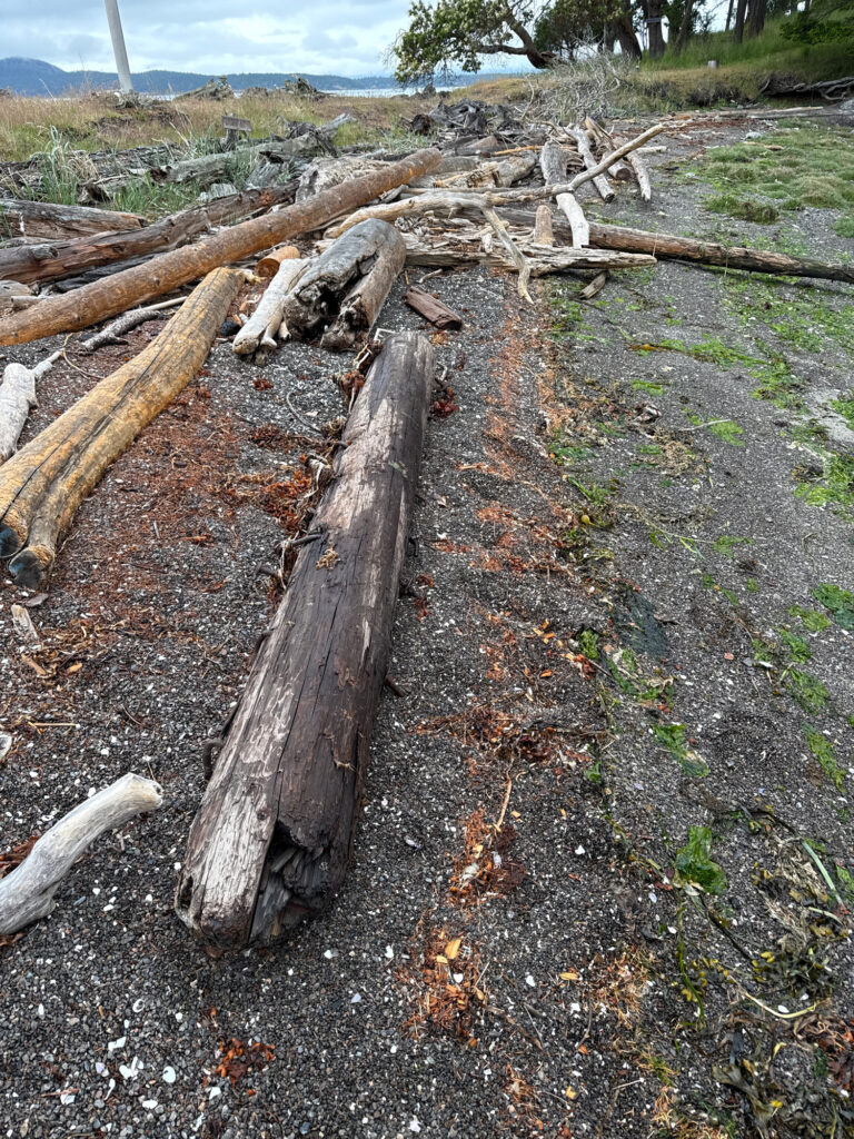 a group of logs in a field (MyCoast AI)