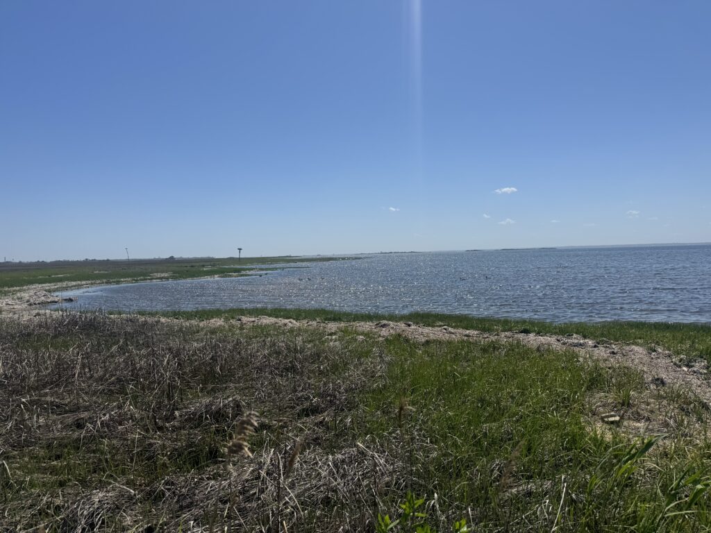 a beach with grass and water (MyCoast AI)