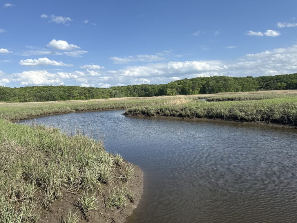 a river with grass and trees (MyCoast AI)