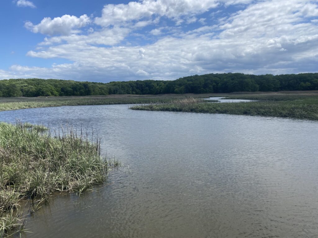a body of water with trees in the background (MyCoast AI)