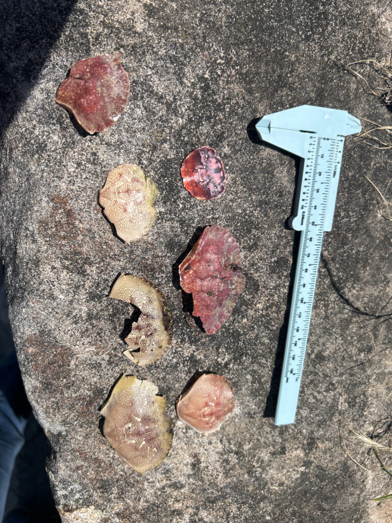 a group of rocks on the ground (MyCoast AI)