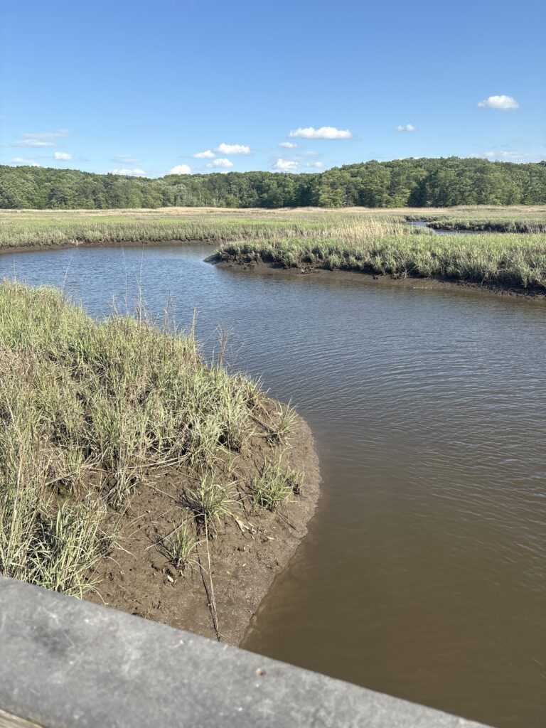 a river with a bush in the middle (MyCoast AI)