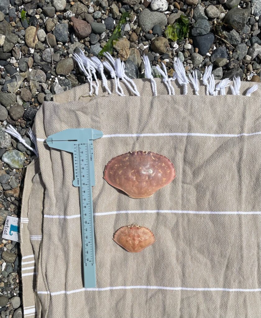 a group of cookies on a table (MyCoast AI)