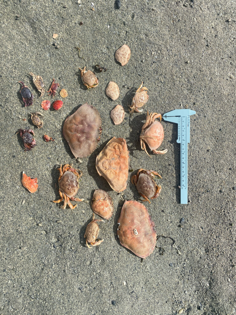a group of rocks on the ground (MyCoast AI)