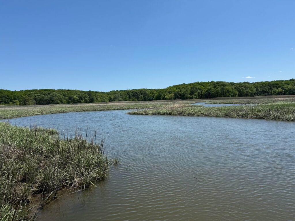 a river with trees in the background (MyCoast AI)