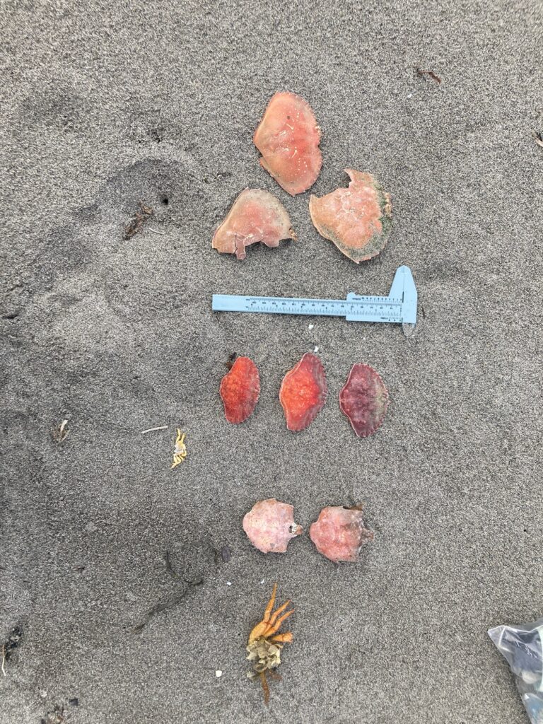 a group of red objects on a concrete surface (MyCoast AI)