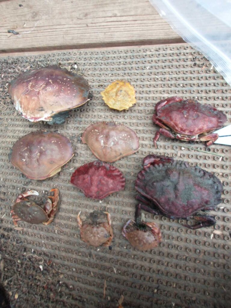 a group of raw meat on a wooden surface (MyCoast AI)