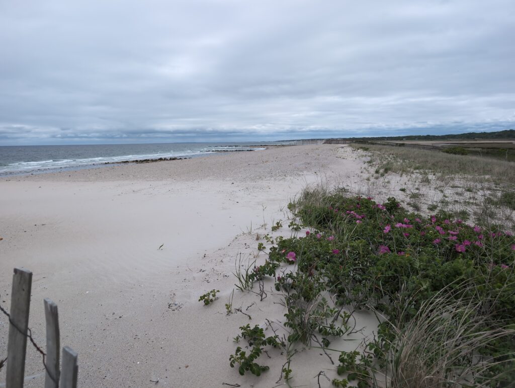 a beach with flowers and plants (MyCoast AI)