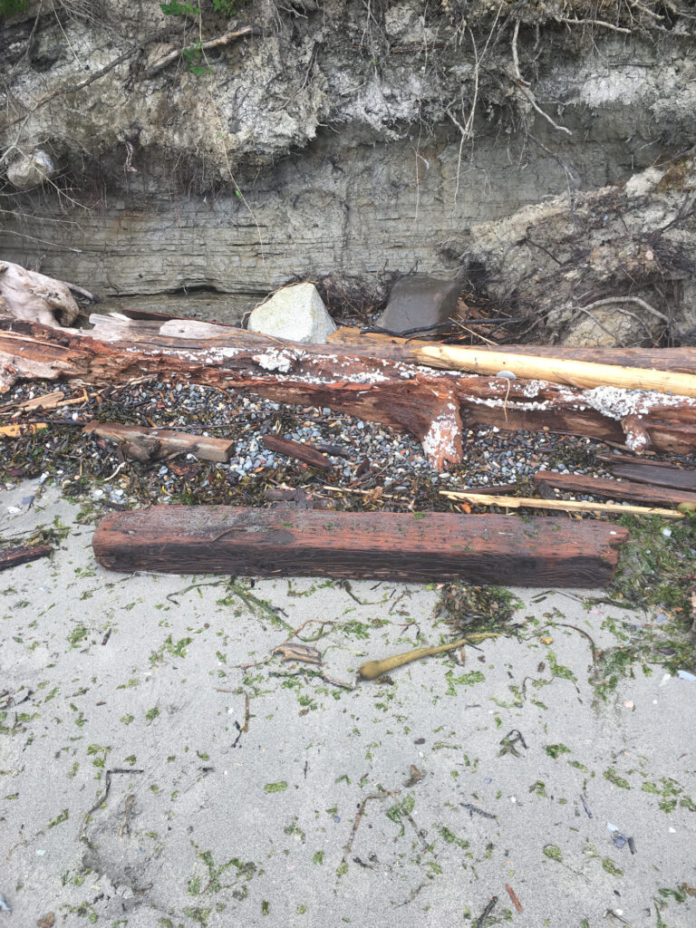a pile of wood and sticks (MyCoast AI)