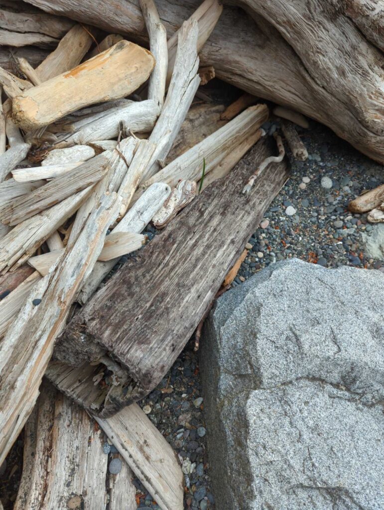 a pile of cut wood (MyCoast AI)