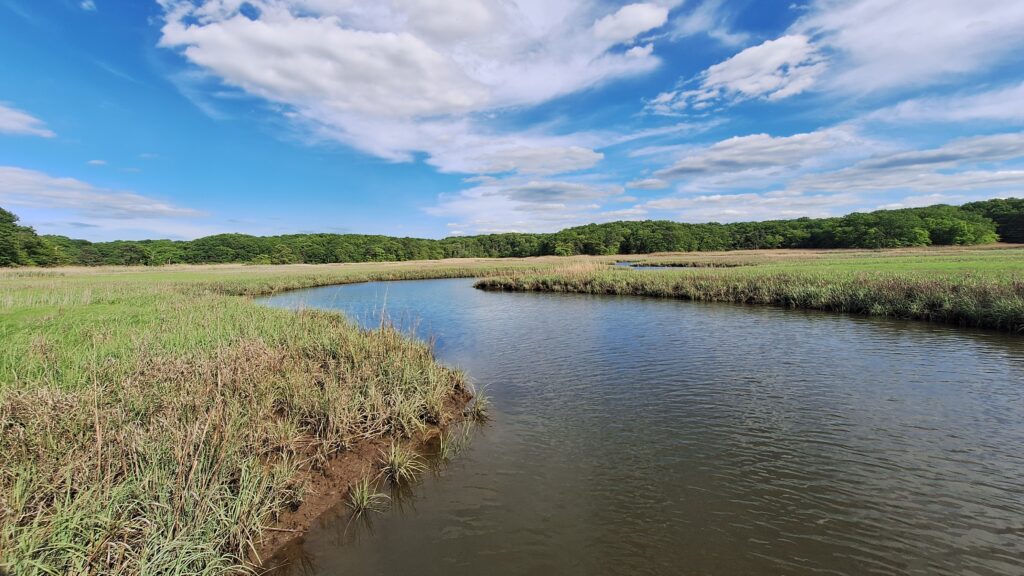 a river with grass and trees (MyCoast AI)