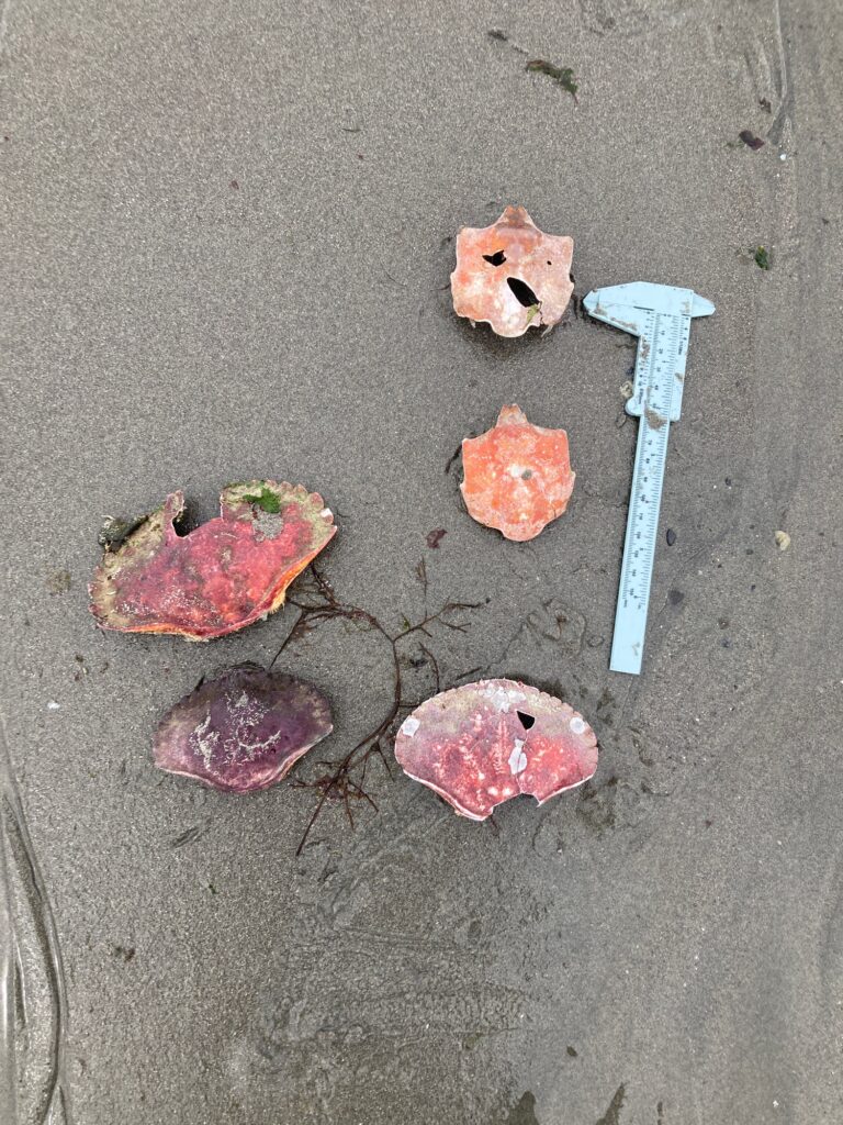 a group of objects on the ground (MyCoast AI)