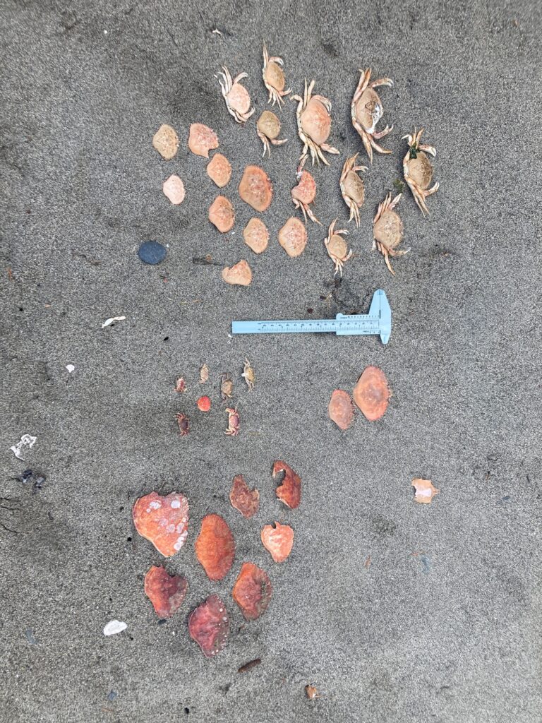 a group of small objects on a surface (MyCoast AI)