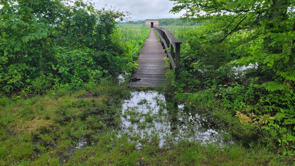 a wooden bridge over a stream (MyCoast AI)
