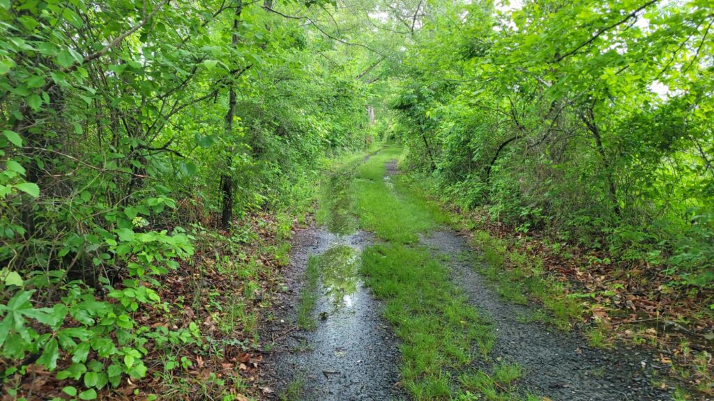 a dirt path through a forest (MyCoast AI)