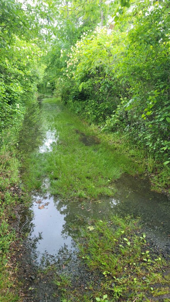 a small stream in a forest (MyCoast AI)
