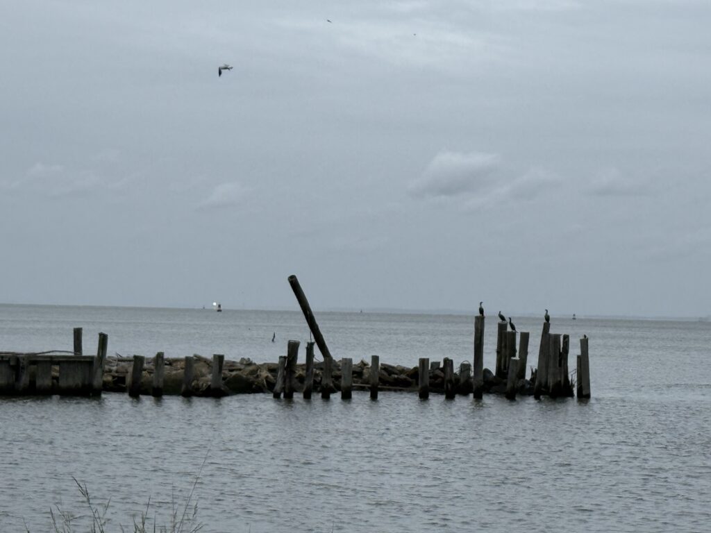 a bird flying over a dock (MyCoast AI)
