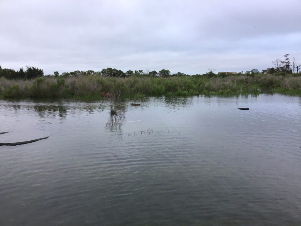 a body of water with plants and trees in the background (MyCoast AI)