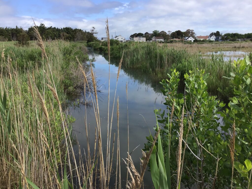 a body of water with plants around it (MyCoast AI)