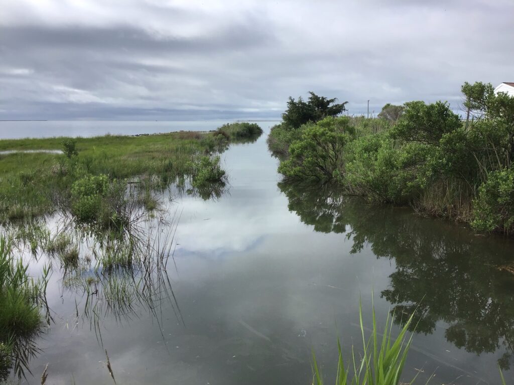 a body of water with trees and plants around it (MyCoast AI)