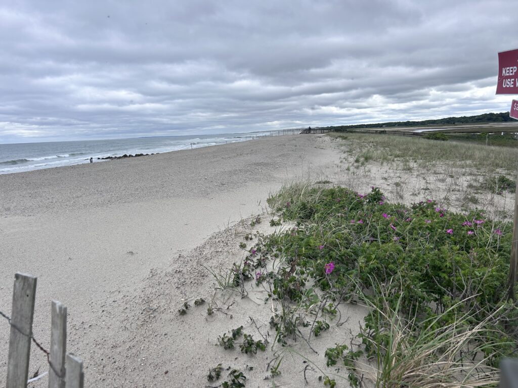 a beach with flowers and plants (MyCoast AI)