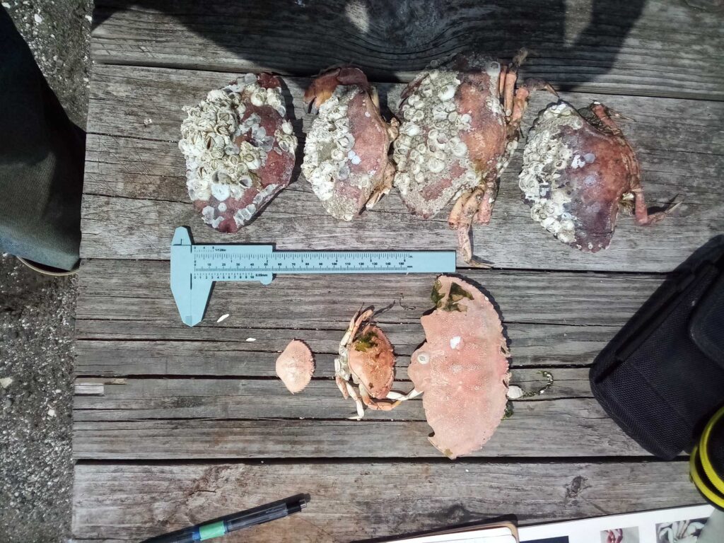 a group of raw chickens on a wooden board (MyCoast AI)
