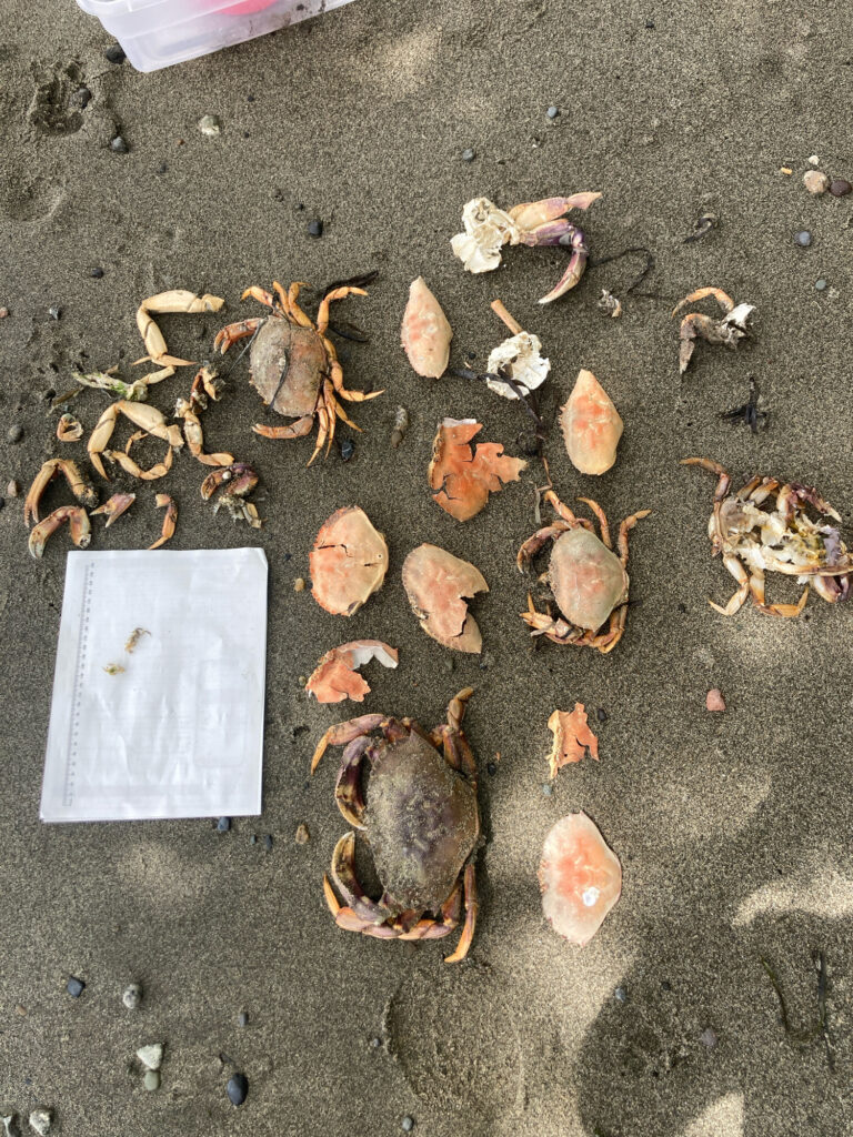 a group of sea shells on the ground (MyCoast AI)