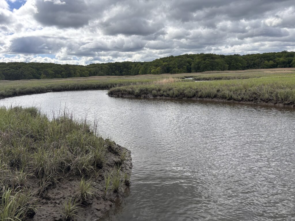 a river with grass and trees (MyCoast AI)