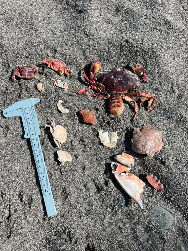 a group of crab on the ground (MyCoast AI)