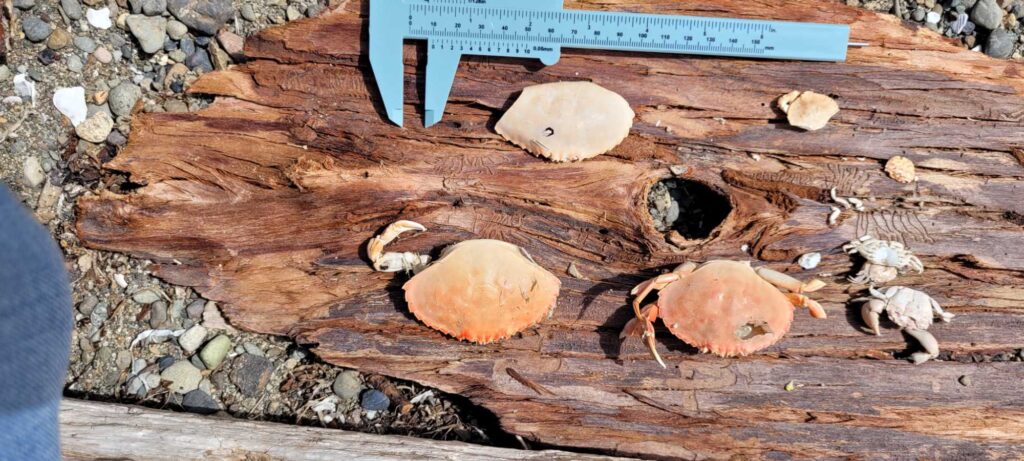 a group of mushrooms on a log (MyCoast AI)