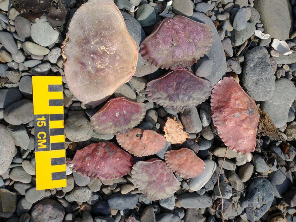 a yellow tape measure on a pile of rocks (MyCoast AI)