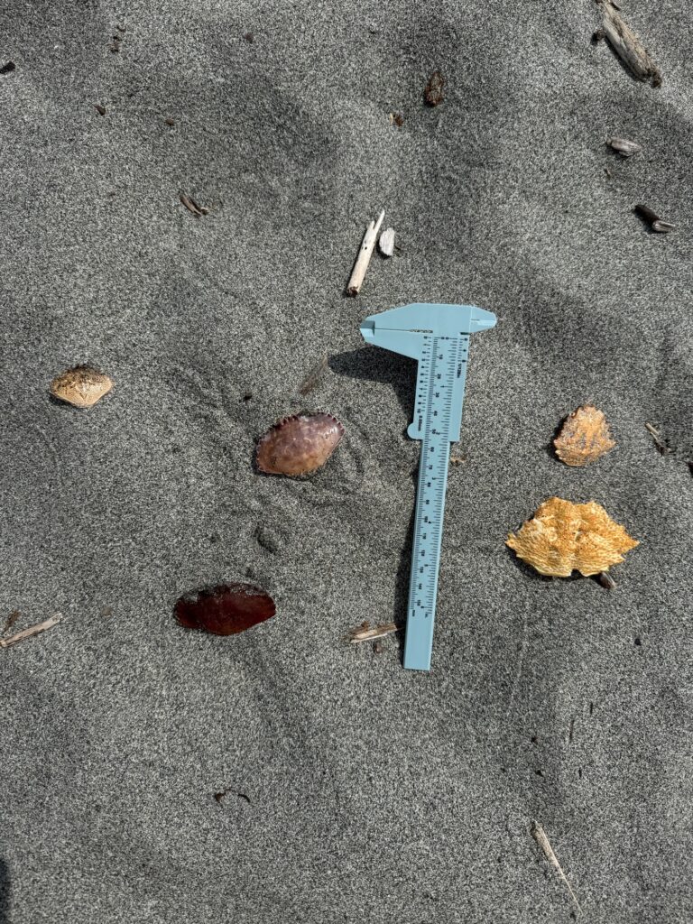 a blue plastic shovel on the ground (MyCoast AI)