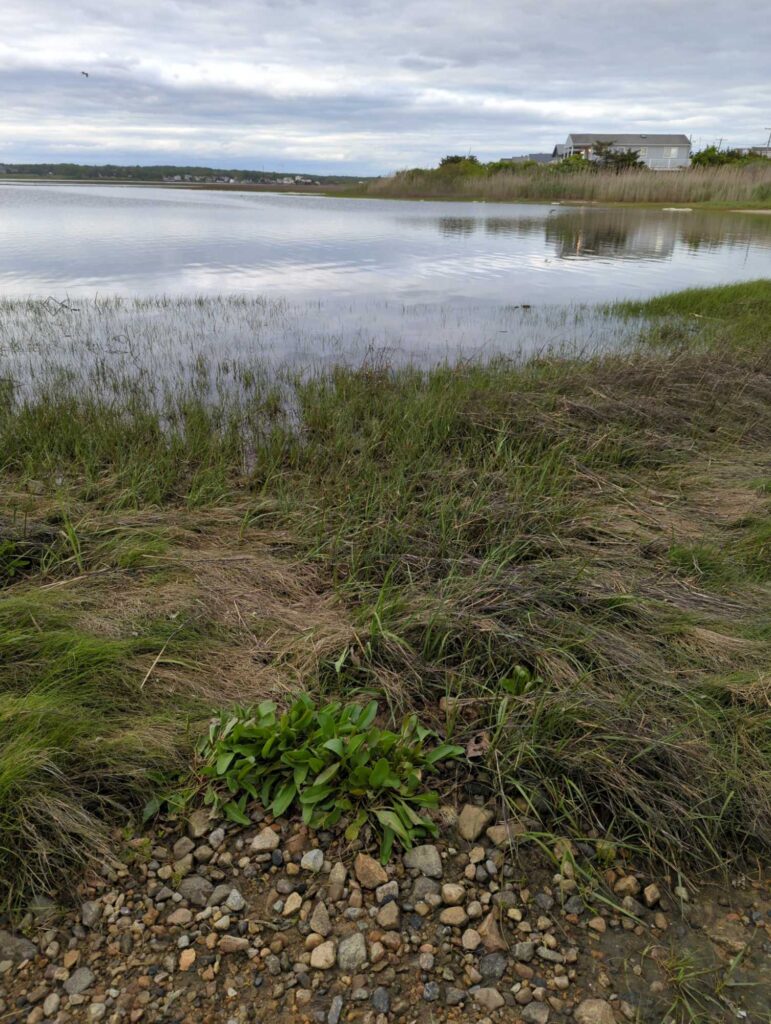 a body of water with grass and rocks around it (MyCoast AI)