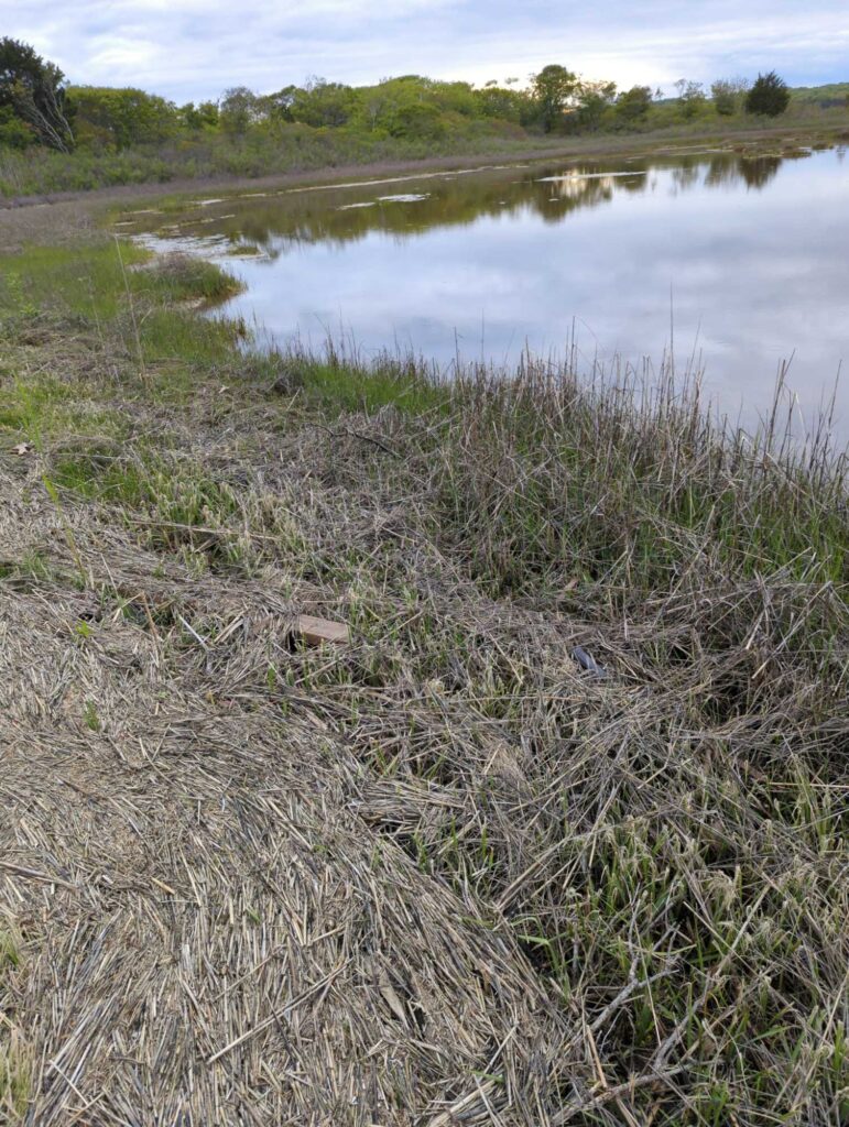 a marshy area with a body of water in the background (MyCoast AI)