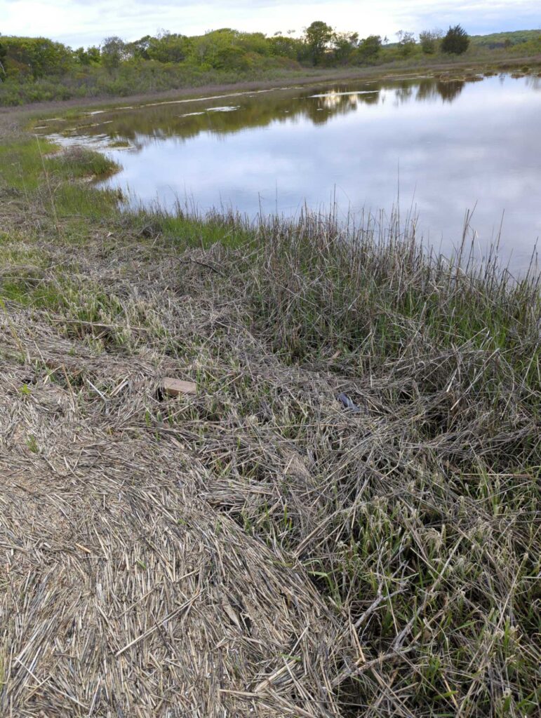 a body of water with grass and trees around it (MyCoast AI)