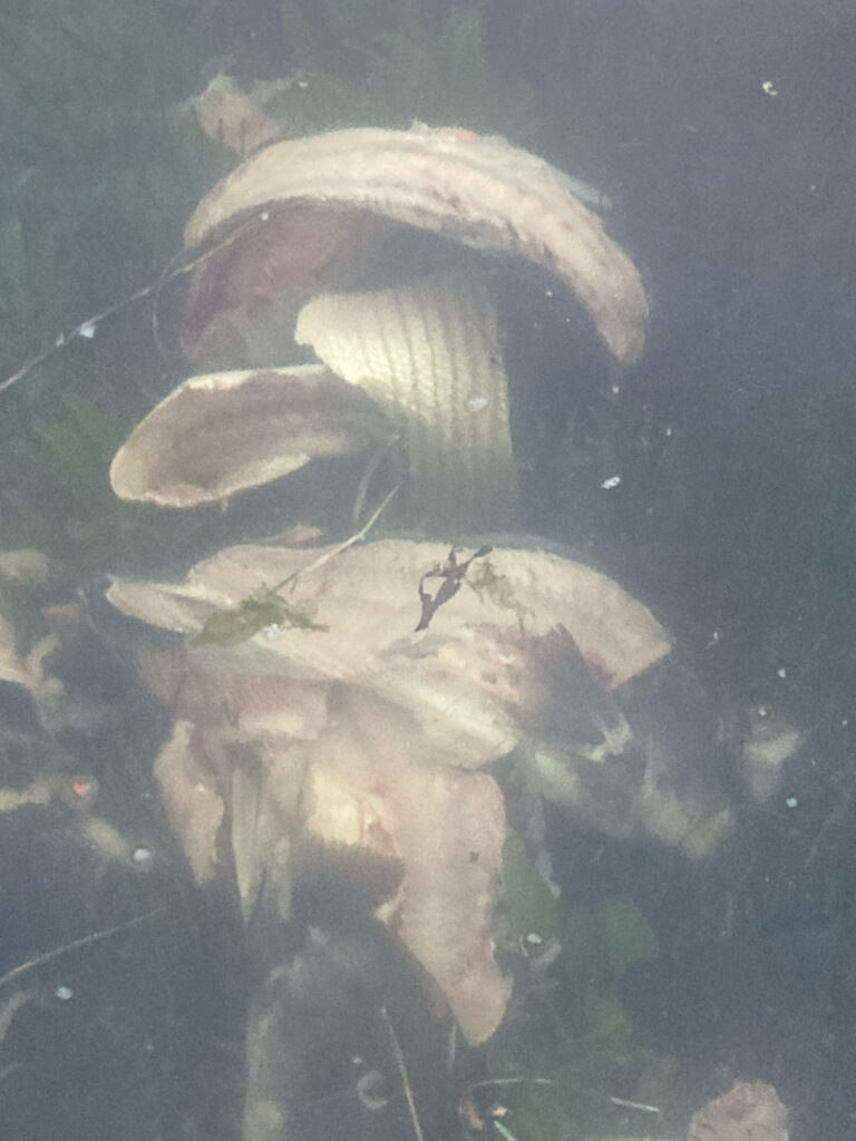 a group of mushrooms (MyCoast AI)