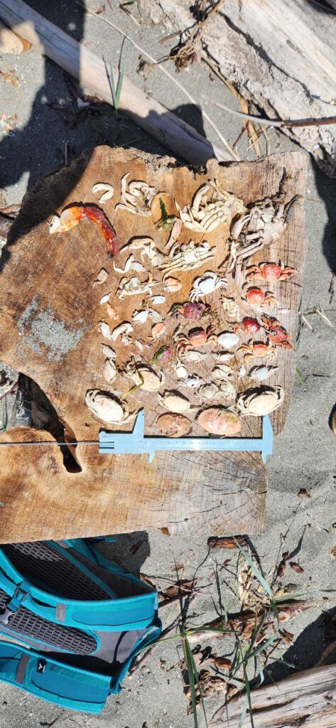 a pile of leaves and a shoe (MyCoast AI)