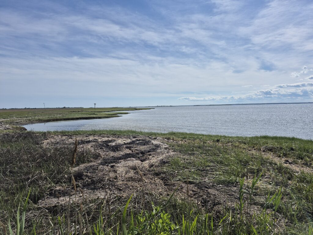 a grassy area next to a body of water (MyCoast AI)